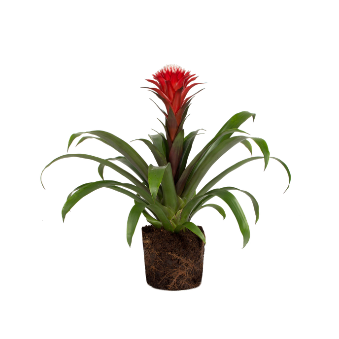 Bromelia guzmania hope